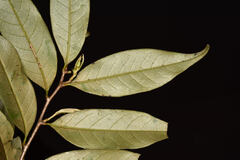 Castanopsis carlesii