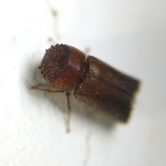 Bostrichidae
