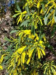 Acacia bulgaensis
