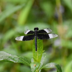 Neurothemis tullia