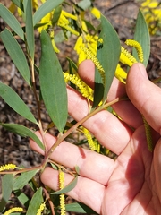 Acacia bulgaensis