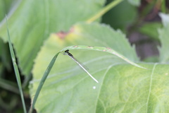 Agriocnemis lacteola