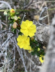 Hibbertia empetrifolia