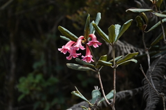 Rhododendron