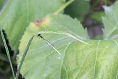 Agriocnemis lacteola