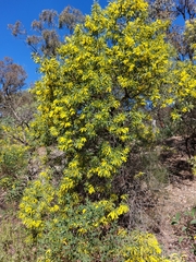 Acacia bulgaensis