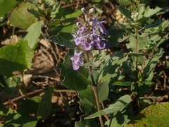 Vitex rotundifolia