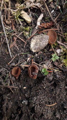 Dumontinia tuberosa
