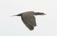 Phalacrocorax carbo