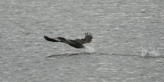 Phalacrocorax carbo