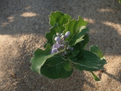 Vitex rotundifolia