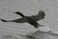 Phalacrocorax carbo