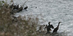 Phalacrocorax carbo