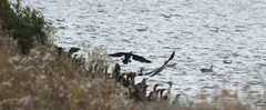 Phalacrocorax carbo