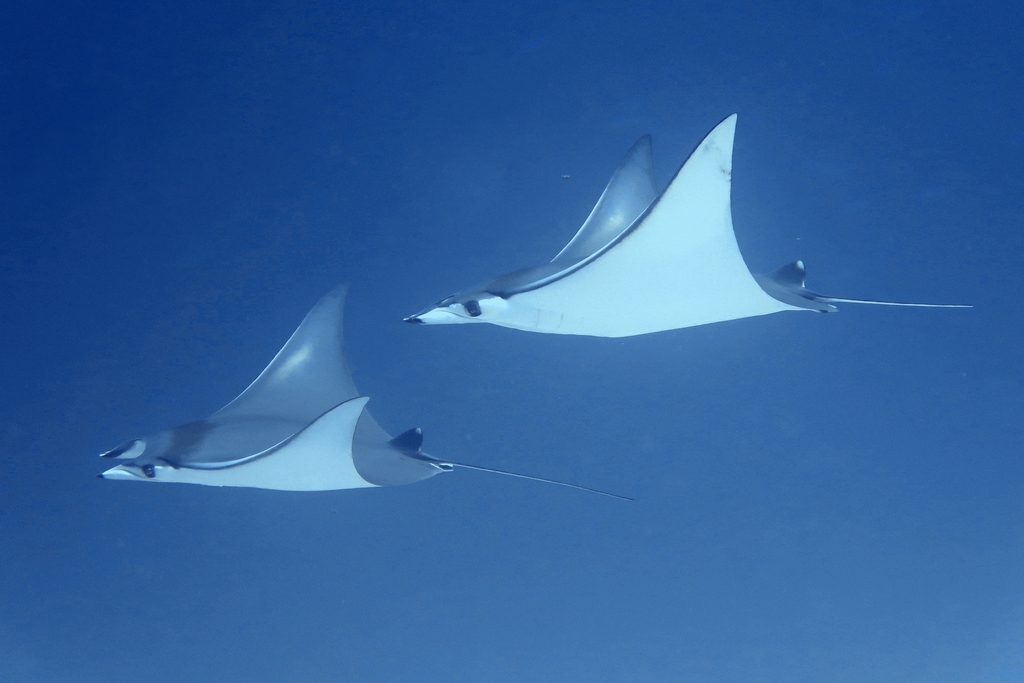 Shortfin devil ray (Mobula kuhlii) — Myliobatidae