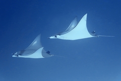 Kuhl's Devil Ray photo 2