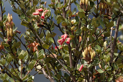 Rhododendron inconspicuum