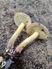 Xerocomellus cisalpinus