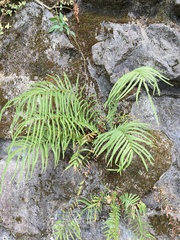 Pteris vittata