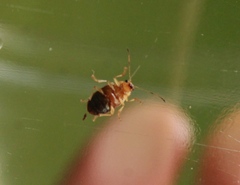 Colaspis hypochlora