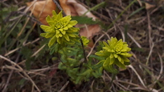 Euphorbia cyparissias