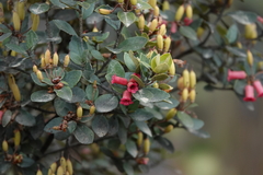 Rhododendron inconspicuum