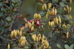 Rhododendron inconspicuum