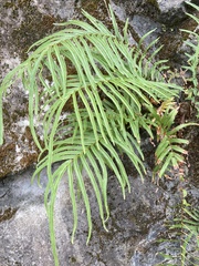 Pteris vittata