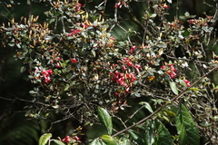 Rhododendron inconspicuum