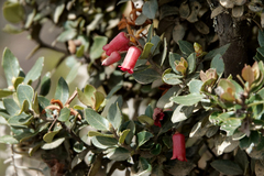 Rhododendron