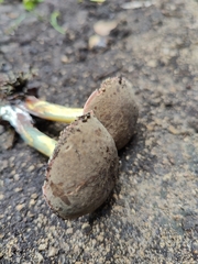 Xerocomellus cisalpinus