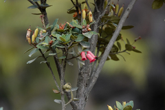 Rhododendron inconspicuum