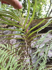 Pteris vittata