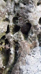 Helicigona lapicida