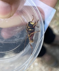 Milesia crabroniformis