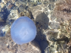 Rhizostoma pulmo