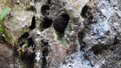 Helicigona lapicida