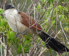 Centropus superciliosus burchellii