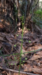 Drosera auriculata