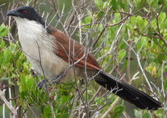 Centropus superciliosus burchellii