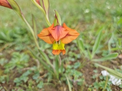 Gladiolus alatus
