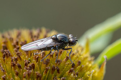 Parydra aquila