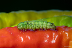 Helicoverpa armigera