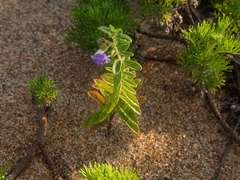 Scutellaria strigillosa