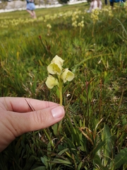 Pterygodium catholicum