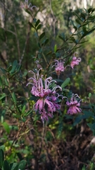 Grevillea sericea
