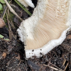 Lactarius resimus