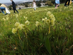 Pterygodium catholicum