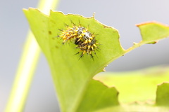 Kaniska canace