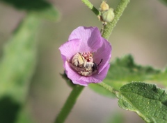 Diadasia